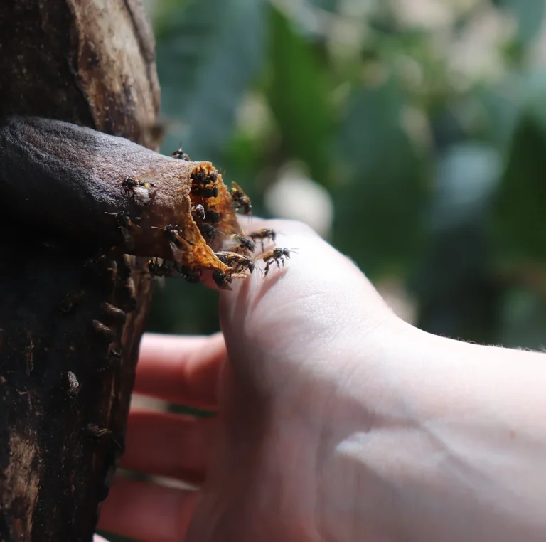 bees-hand