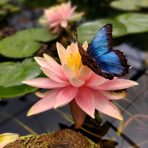 Butterfly-House-experience