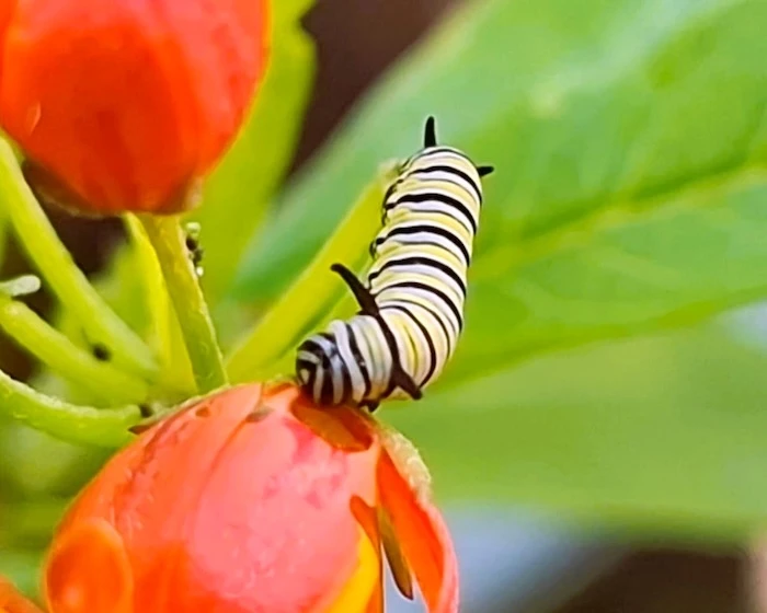 caterpillar