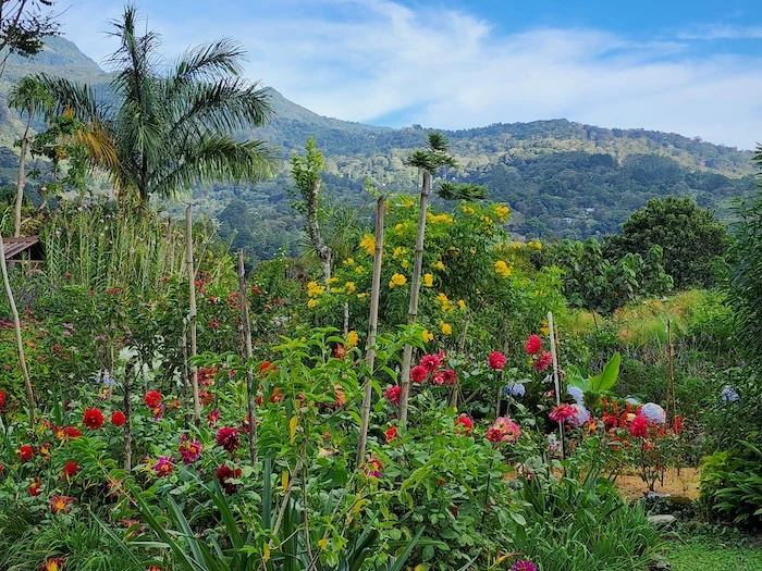garden