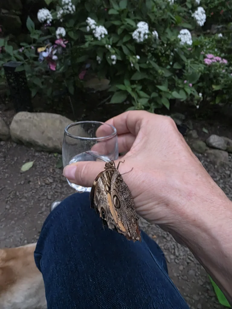 honey wine 1-20260715_184241