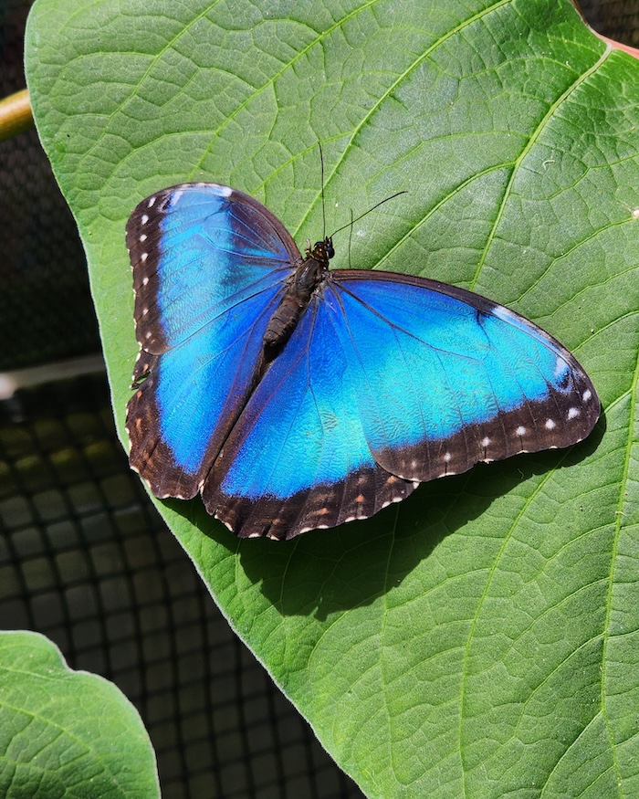 pollinators